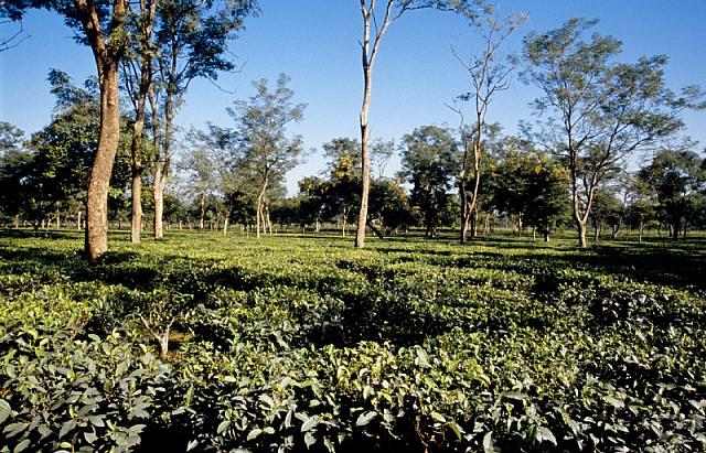 24 nepal ilam staudamm902 DxO